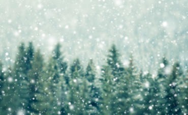 Snow falling on evergreen trees